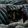 cat, tortoiseshell_cat, sleeping, cozy, blanket, fleece, bed, indoors, closeup, pet, whiskers, ears, fur, black_fur, orange_fur, white_fur, relaxed, cute, soft_texture, photography