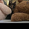 Kira is registered to the contest to win money with this photo: cat, kitten, calico, animal, pet, face, eyes, whiskers, ears, fur, plush_toy, teddy_bear, stuffed_animal, bed, indoors, portrait, peeking, cuddly, brown, pink