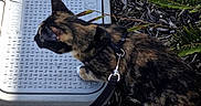 Kira joined the competition — help win amazing prizes! cat, tortoiseshell_cat, feline, pet, leash, harness, outdoor, garden, mulch, plants, utility_cover, sidewalk, standing, profile, fur, black_fur, brown_fur, white_paw, animal_photography, sunlight