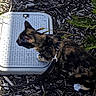 cat, tortoiseshell_cat, feline, pet, leash, harness, outdoor, garden, mulch, plants, utility_cover, sidewalk, standing, profile, fur, black_fur, brown_fur, white_paw, animal_photography, sunlight