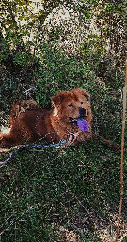 Léo a rejoint le concours — aidez-le/la à gagner de superbes lots ! canidae, carnivore, dog, dog_breed, fawn, golden_retriever, mammal, nova_scotia_duck_tolling_retriever, plant, retriever, sporting_group, vertebrate, wildlife