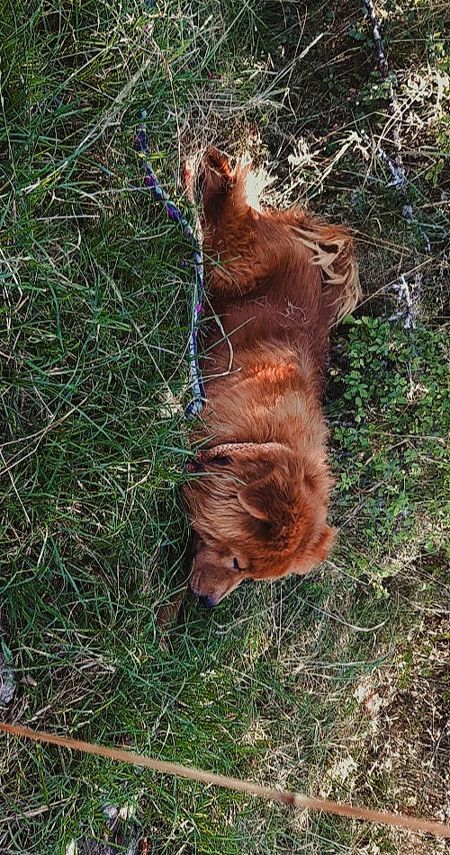 Léo participe au concours pour gagner de l'argent avec cette photo : canidae, carnivore, cocker_spaniel, dog, dog_breed, fawn, fur, grass, irish_setter, irish_terrier, liver, setter, sporting_group