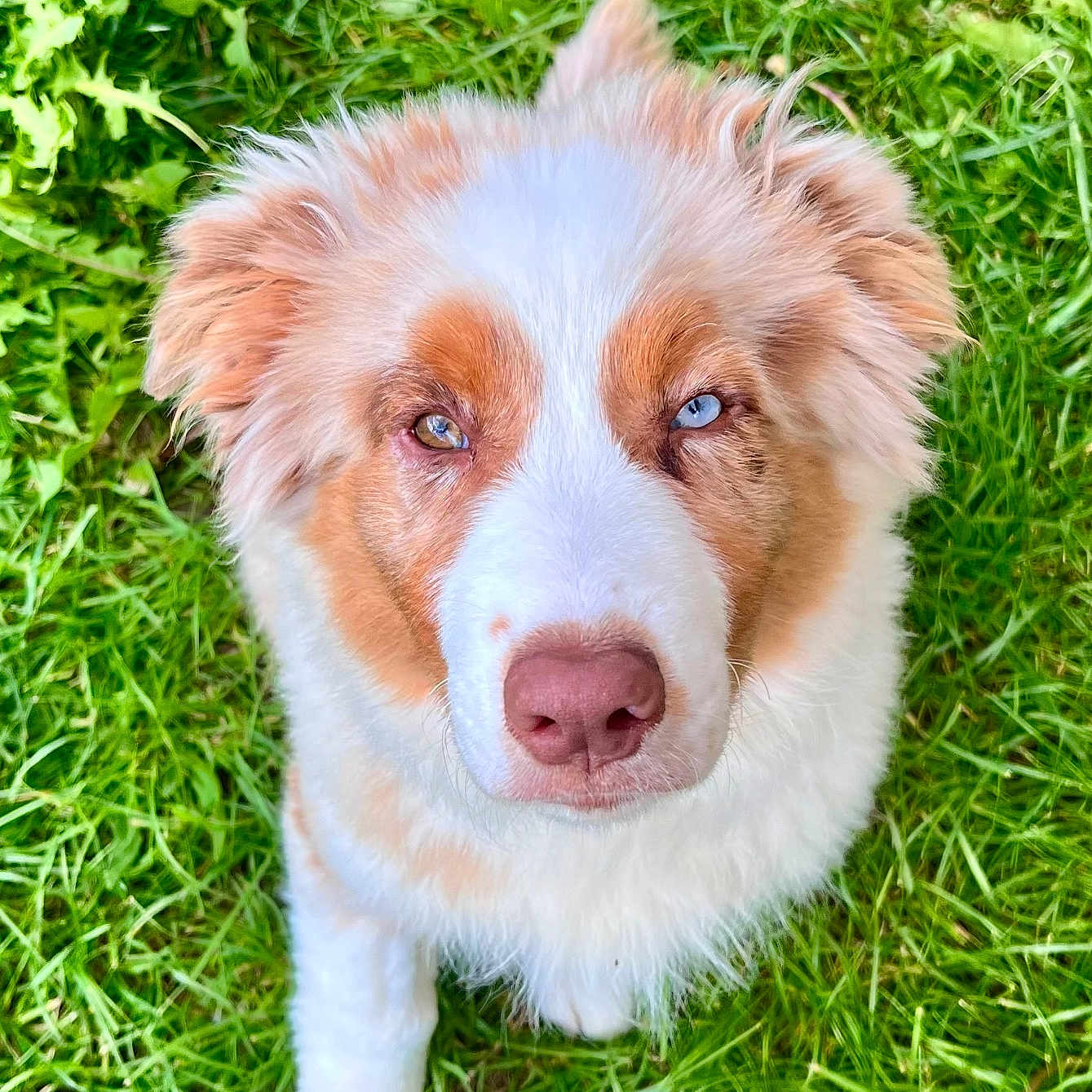 Aston a rejoint le concours — aidez-le/la à gagner de superbes lots ! animal, ball, canine, collie, dog, field, football, grass, grassland, green, husky, lawn, nature, outdoors, pet, plant, puppy, soccer, soccerball, sport