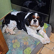 Pablo a rejoint le concours — aidez-le/la à gagner de superbes lots ! dog, pet, indoor, bed, floor, tile_floor, black, white, brown, tricolor, resting, animal, canine, fur, paws, face, ears, kitchen, fabric, pattern