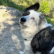 Snow participe au concours pour gagner de l'argent avec cette photo : animal, black_and_white, border_collie, canine, curious, daylight, dog, fur, grass, greenery, happy, heterochromia, looking_back, nature, outdoor, path, pet, sunlight, trees, walk