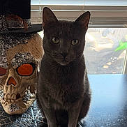 Pie is registered to the contest to win money with this photo: cat, skull, decor, gray_cat, window, blinds, table, indoor, beads, top_hat, face, animal, pet, sitting, shadow, light, contrast, spooky, curious, still_life
