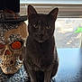 cat, skull, decor, gray_cat, window, blinds, table, indoor, beads, top_hat, face, animal, pet, sitting, shadow, light, contrast, spooky, curious, still_life