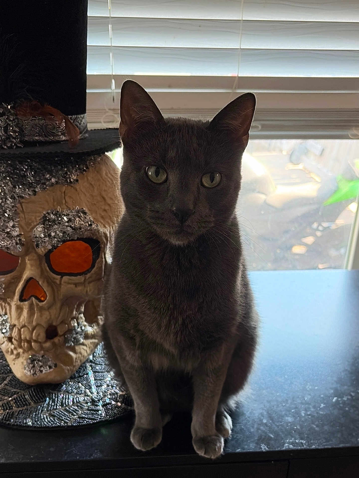 Pie is registered to the contest to win money with this photo: cat, skull, decor, gray_cat, window, blinds, table, indoor, beads, top_hat, face, animal, pet, sitting, shadow, light, contrast, spooky, curious, still_life