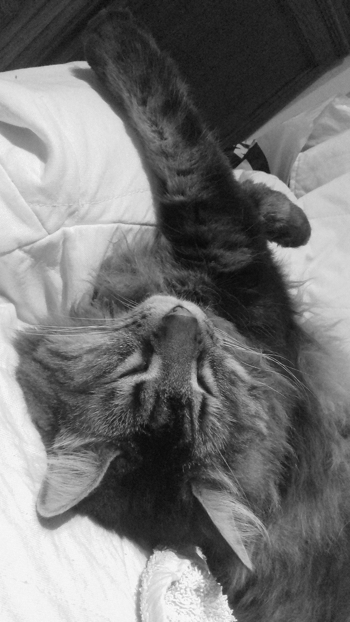 Tigaro a rejoint le concours — aidez-le/la à gagner de superbes lots ! black, black_and_white, cat, cat_like_mammal, close_up, ear, eye, fauna, fur, kitten, mammal, monochrome, monochrome_photography, nose, organ, photography, small_to_medium_sized_cats, snout, tabby_cat, whiskers