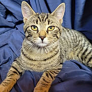 Hope joined the competition — help win amazing prizes! cat, tabby, feline, pet, animal, whiskers, ears, eyes, fur, striped, domestic_cat, resting, blue_blanket, indoor, cute, alert, close_up, young_cat, paws, mammal