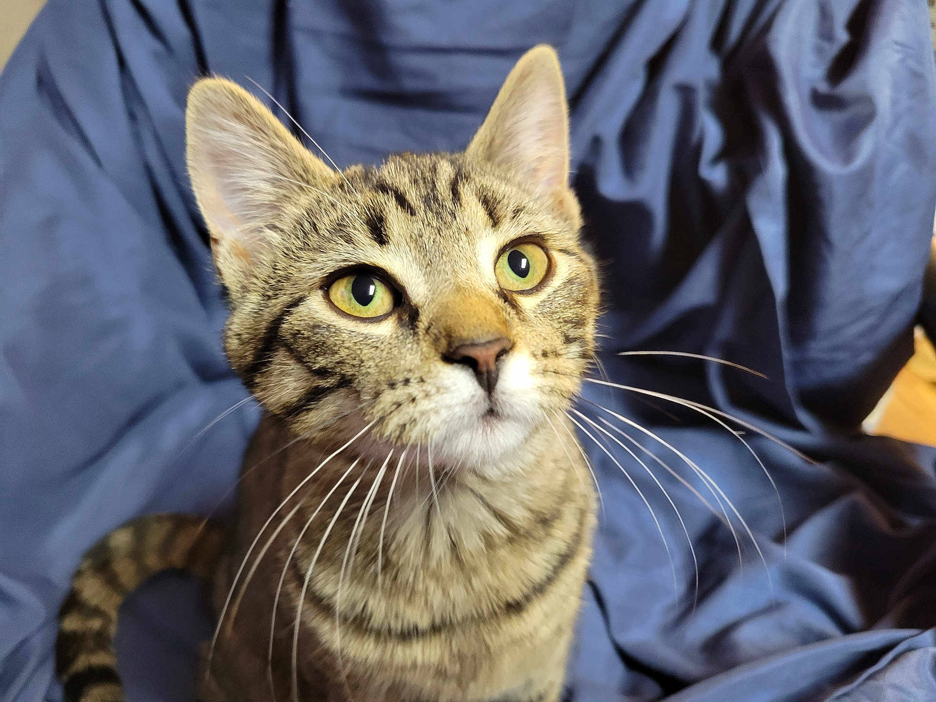 Hope joined the competition — help win amazing prizes! cat, tabby, whiskers, green_eyes, pet, animal, feline, indoor, portrait, curious, soft_fabric, blue_background, closeup, cute, domestic_cat, young_cat, sitting, fur, striped, upward_gaze