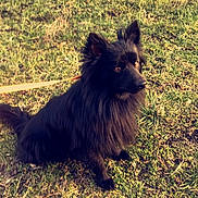 Schwartz a rejoint le concours — aidez-le/la à gagner de superbes lots ! canidae, carnivore, companion_dog, dog, dog_breed, german_spitz, german_spitz_klein, german_spitz_mittel, grass, mammal, pomeranian, spitz, sporting_group, terrier, vertebrate