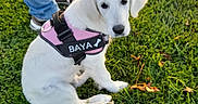 Baya a rejoint le concours — aidez-le/la à gagner de superbes lots ! dog, puppy, white_dog, sitting, grass, outdoors, park, harness, pink_harness, black_harness, pet, animal, cute, floppy_ears, leash, person, jeans, sneakers, autumn_leaves, portrait