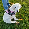dog, puppy, white_dog, sitting, grass, outdoors, park, harness, pink_harness, black_harness, pet, animal, cute, floppy_ears, leash, person, jeans, sneakers, autumn_leaves, portrait