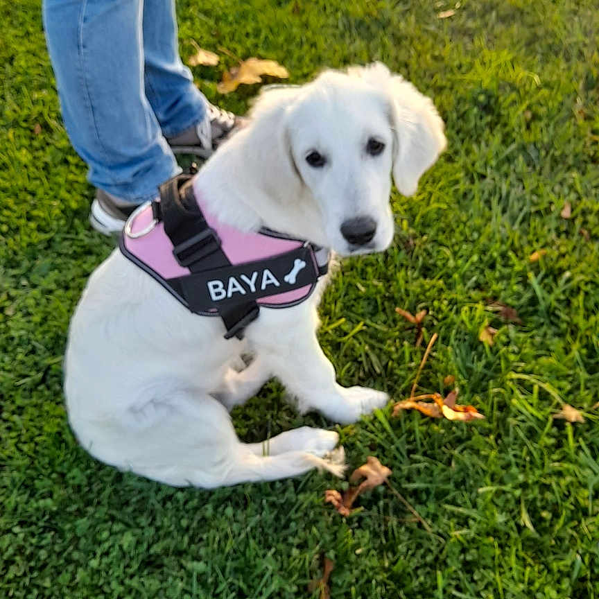Baya