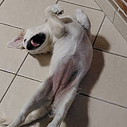 Baya participe au concours pour gagner de l'argent avec cette photo : dog, white_dog, small_dog, lying_down, belly_up, open_mouth, smiling, teeth, floppy_ears, paws, fur, shaggy_fur, indoor, tile_floor, brick_wall, shadow, pet, playful, relaxed, portrait