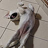 dog, white_dog, small_dog, lying_down, belly_up, open_mouth, smiling, teeth, floppy_ears, paws, fur, shaggy_fur, indoor, tile_floor, brick_wall, shadow, pet, playful, relaxed, portrait