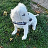 Baya a rejoint le concours — aidez-le/la à gagner de superbes lots ! puppy, dog, white_dog, fluffy, long_hair, sitting, grass, lawn, outdoor, park, pavement, sidewalk, autumn, leaves, pet, collar, animal, cute, portrait, daylight