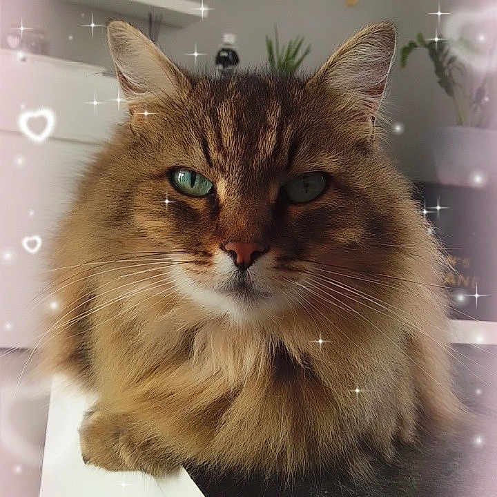 Nénette