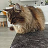 cat, close_up, contemplative, countertop, domestic_animal, ears, feline, fluffy, fur, furniture, household, indoor, living_room, modern, pet, plant, resting, side_view, tabby, whiskers