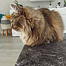 Nénette a rejoint le concours — aidez-le/la à gagner de superbes lots ! blanket, brown, cat, countertop, cozy, decor, feline, fluffy, furniture, houseplant, indoor, living_room, modern, pet, plant, relaxed, side_profile, stool, tabby, whiskers