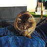 Nénette participe au concours pour gagner de l'argent avec cette photo : animal, casual, cat, cozy, daylight, fluffy_cat, grass, jeans, lap, outdoor, patio_furniture, person, pet, relaxing, resting, shadow, stone, sunlight, tabby_cat, umbrella