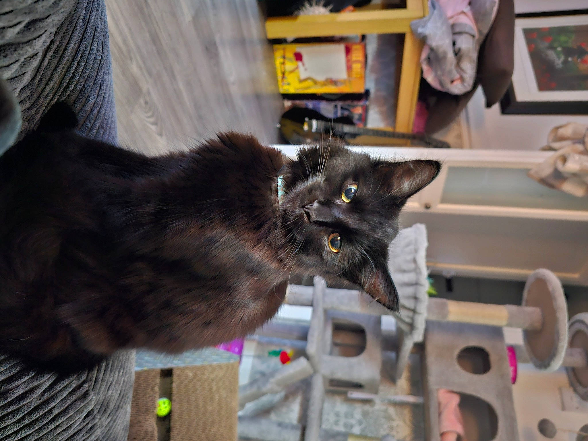 Misty is registered to the contest to win money with this photo: black_cat, bombay, box, carnivore, cat, cat_supply, claw, collar, domestic_short_haired_cat, felidae, fur, pet_supply, picture_frame, shelf, shelving, small_to_medium_sized_cats, tail, whiskers