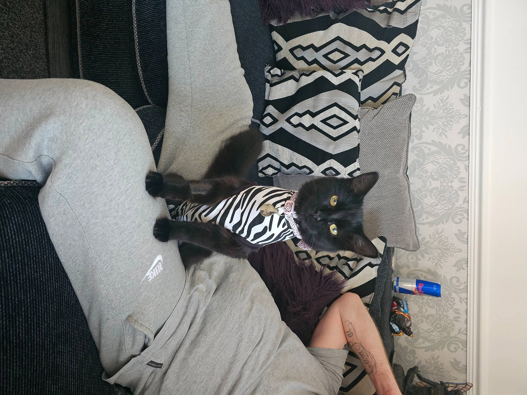 Misty is registered to the contest to win money with this photo: bag, carnivore, comfort, elbow, fashion_accessory, felidae, foot, grey, human_leg, knee, linens, pattern, room, shoe, sleeve, small_to_medium_sized_cats, sportswear, t_shirt, thigh, wrist