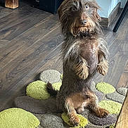 Ulk participe au concours pour gagner de l'argent avec cette photo : dog, indoor, rug, wooden_floor, curious, pet, canine, brown_fur, sitting, looking, furniture, flooring, cozy, home, animal, portrait, fur, small_dog, scruffy, expression