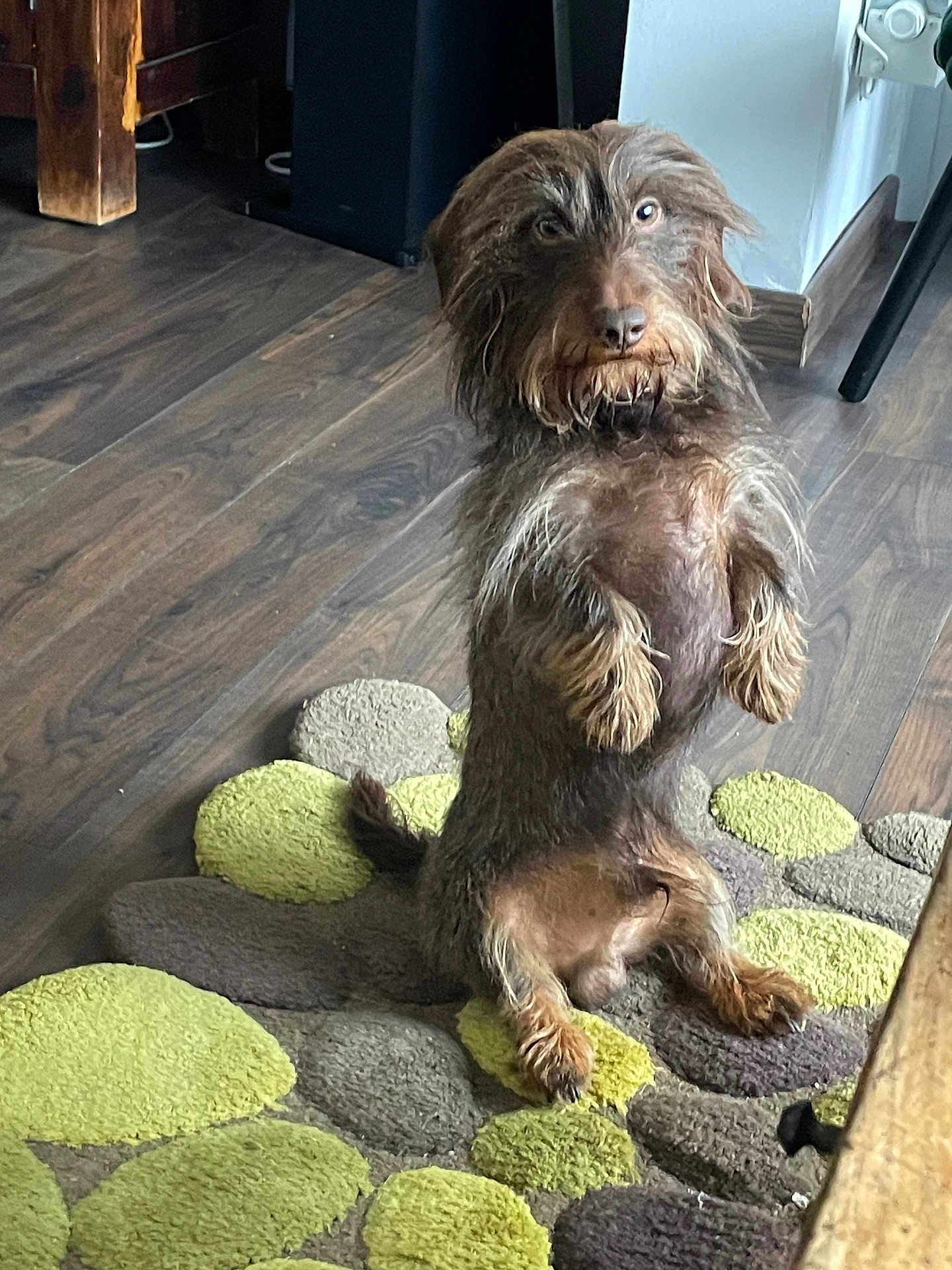 Ulk participe au concours pour gagner de l'argent avec cette photo : dog, indoor, rug, wooden_floor, curious, pet, canine, brown_fur, sitting, looking, furniture, flooring, cozy, home, animal, portrait, fur, small_dog, scruffy, expression