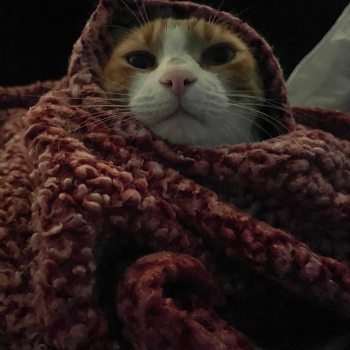 Henry joined the competition — help win amazing prizes! abyssinian, animal, bag, blanket, cat, clothing, hat, hood, hoodie, kitten, knitwear, manx, person, pet, quilt, scarf, sleeping, sweater, sweatshirt, towel