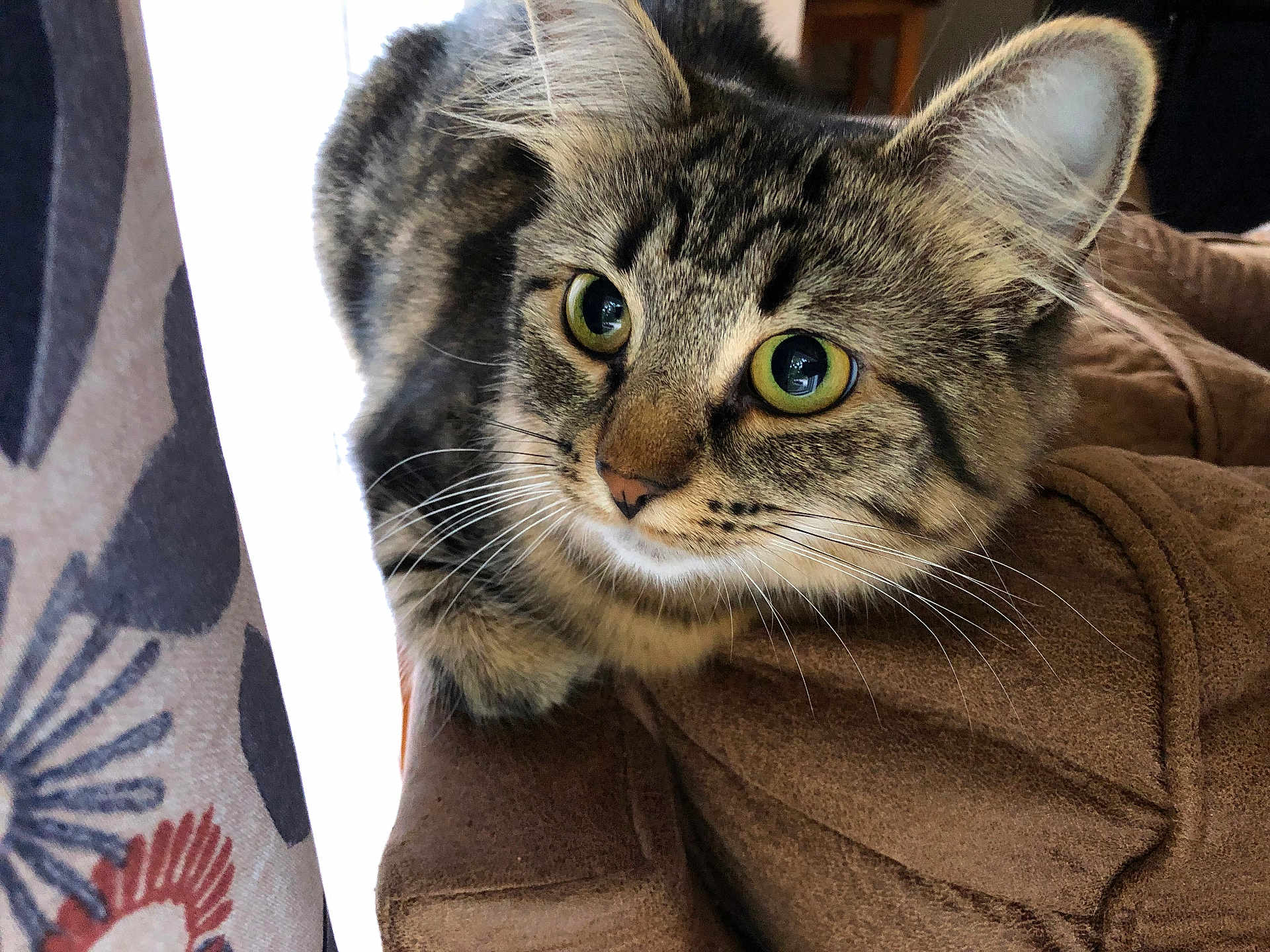 Cpt. Olivia Benson joined the competition — help win amazing prizes! cat, tabby, close_up, green_eyes, whiskers, couch, indoor, curious, pet, feline, fur, patterned_curtain, brown, soft_texture, domestic_animal, portrait, animal_face, alert, cute, resting