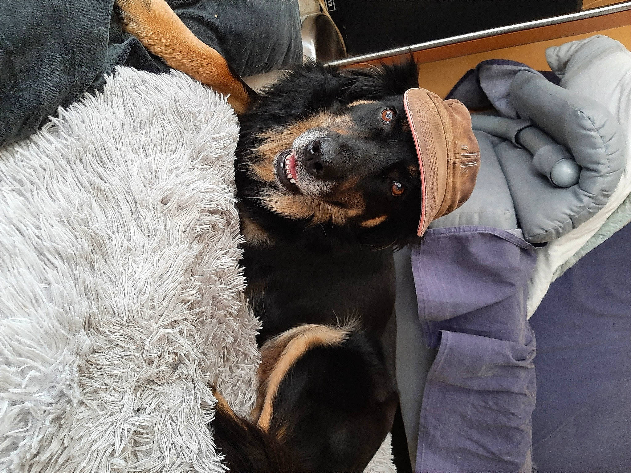 Martyna a rejoint le concours — aidez-le/la à gagner de superbes lots ! canidae, carnivore, claw, collar, comfort, companion_dog, dog, dog_breed, fawn, felidae, fur, gesture, guard_dog, paw, schnauzer, snout, sporting_group, whiskers, working_animal, working_dog