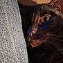 Zoé a rejoint le concours — aidez-le/la à gagner de superbes lots ! animal, black_cat, cat, close_up, cozy, cute, denim, domestic_cat, eye, feline, fur, indoor, jeans, pet, portrait, resting, shadow, sunlight, texture, whiskers