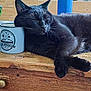 animal, black_cat, closeup, cozy, cute, domestic_animal, feline, fur, household, indoor, mug, nap, peaceful, pet, relaxation, resting, sleeping_cat, table, whiskers, wooden_surface