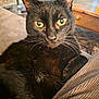 animal, black_cat, cat, close_up, cozy, cute, domestic, feline, fur, home, indoor, looking_at_camera, mammal, pet, portrait, relaxed, resting, texture, whiskers, yellow_eyes