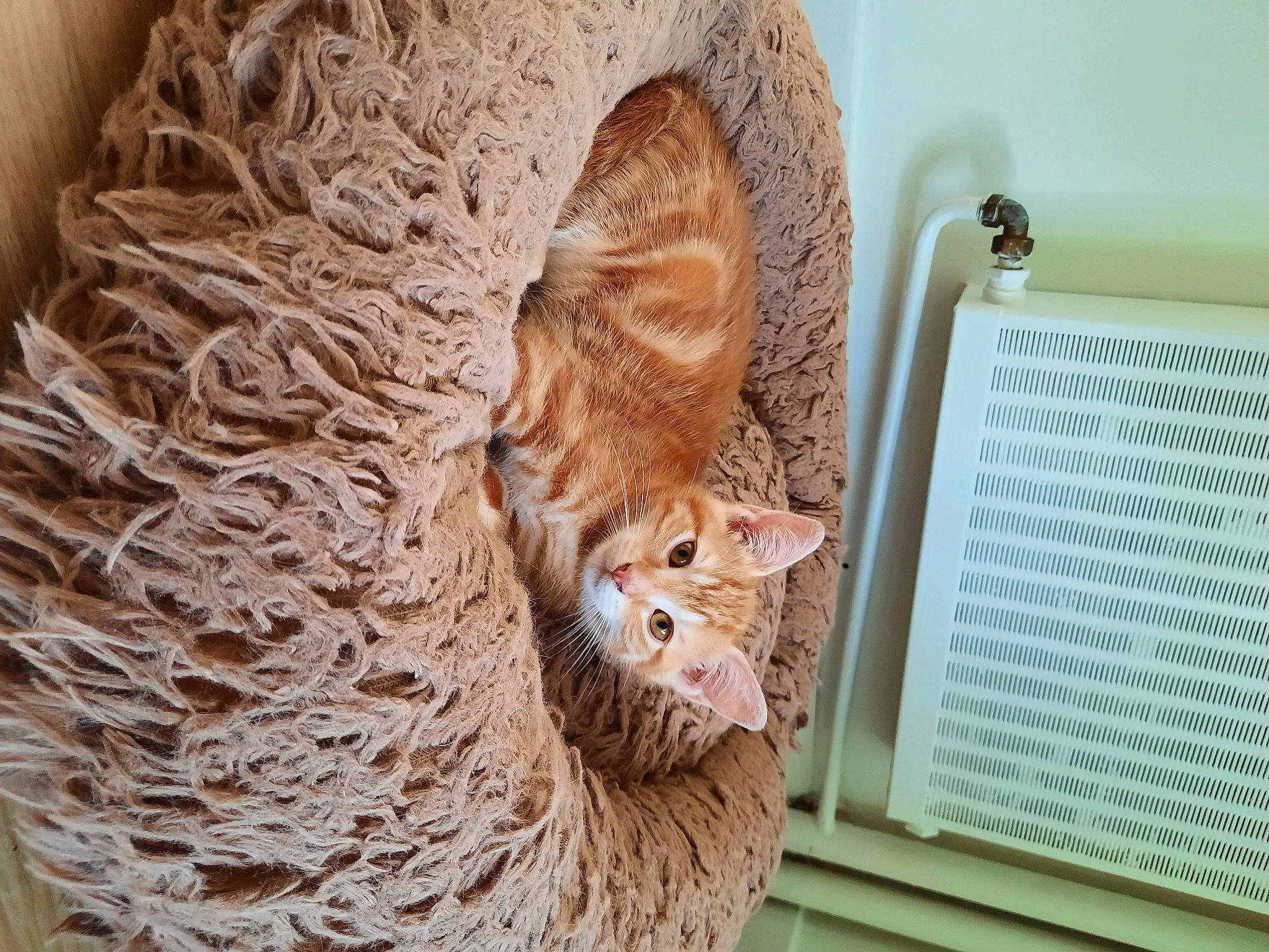 Igor participe au concours pour gagner de l'argent avec cette photo : art, artifact, carnivore, cat, domestic_short_haired_cat, door, fawn, felidae, fur, pattern, sculpture, small_to_medium_sized_cats, snout, tail, terrestrial_animal, trunk, whiskers, wicker, wood, wool