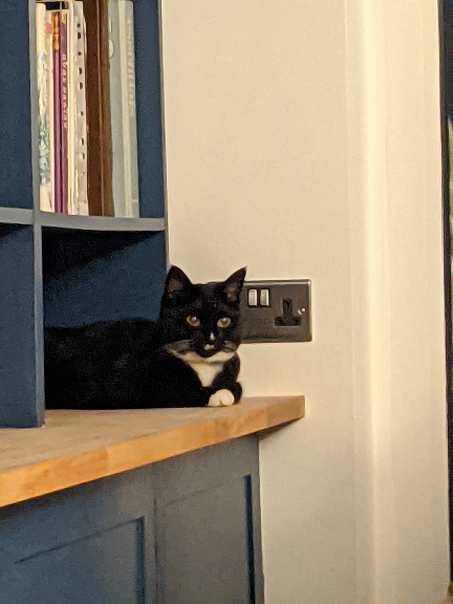 Cleo is registered to the contest to win money with this photo: black_cat, bookcase, cardboard, carnivore, cat, domestic_short_haired_cat, felidae, flooring, grey, hardwood, plywood, publication, room, shelf, shelving, small_to_medium_sized_cats, tail, whiskers, wood, wood_stain