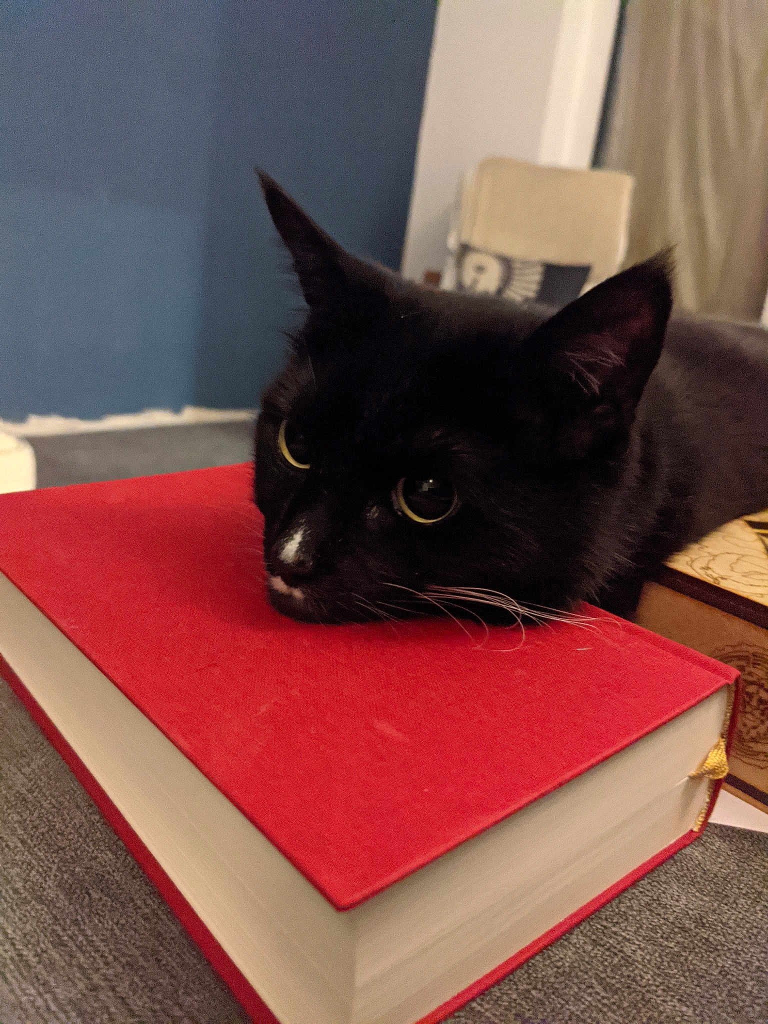 Cleo