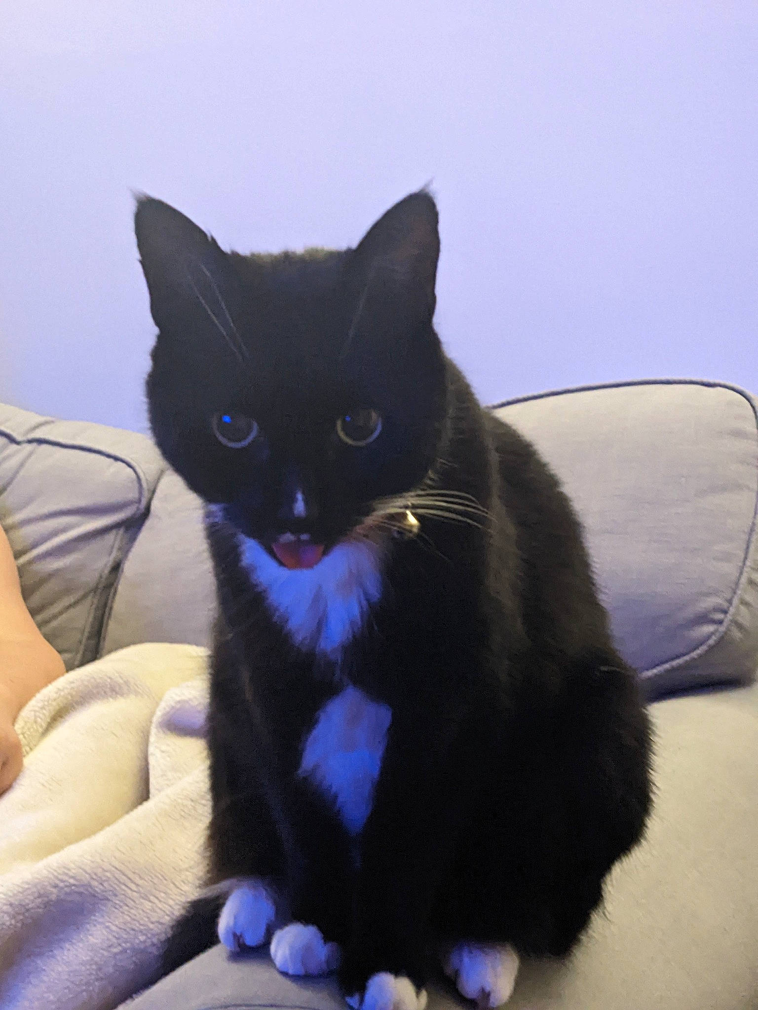 Cleo joined the competition — help win amazing prizes! black_cat, bombay, carnivore, cat, cat_bed, cat_supply, claw, comfort, couch, domestic_short_haired_cat, electric_blue, felidae, foot, fur, paw, sitting, small_to_medium_sized_cats, snout, tail, whiskers