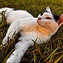 cat, animal, pet, grass, outdoor, nature, feline, white_cat, black_spots, relaxed, lying_down, closeup, fur, whiskers, ears, daylight, peaceful, mammal, portrait, cute