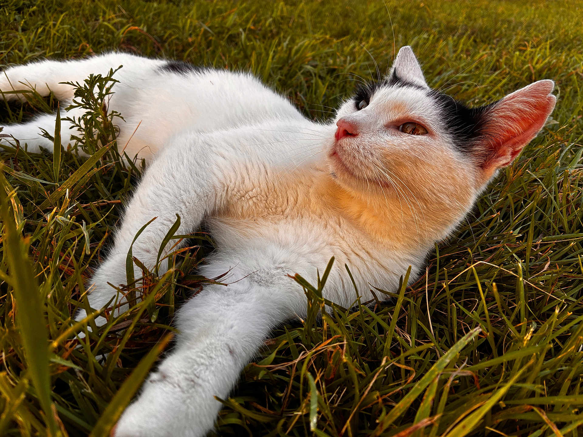 Madonna is registered to the contest to win money with this photo: cat, animal, pet, grass, outdoor, nature, feline, white_cat, black_spots, relaxed, lying_down, closeup, fur, whiskers, ears, daylight, peaceful, mammal, portrait, cute