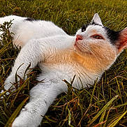 Madonna joined the competition — help win amazing prizes! animal, black_spots, cat, close_up, daylight, ears, feline, field, fur, grass, greenery, lying_down, muzzle, nature, outdoor, pet, relaxed, sunlight, whiskers, white_cat