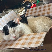 Madonna joined the competition — help win amazing prizes! cat, sleeping, cardboard_box, black_and_white, pet, indoor, cozy, fur, resting, cute, animal, whiskers, pink_nose, relaxed, nap, domestic_cat, soft_light, feline, cute_pet, box
