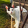 Madonna joined the competition — help win amazing prizes! animal, black_markings, cat, closeup, concrete, curious, daylight, ears, feline, grass, mammal, nature, outdoor, pet, rusty_railings, steps, stretching, sunlight, whiskers, white_cat
