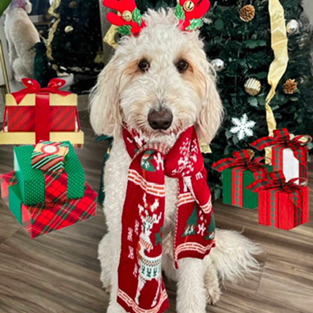 Lucy joined the competition — help win amazing prizes! antler_headband, celebration, christmas, christmas_decorations, christmas_tree, cute, decor, dog, festive, gift_boxes, holiday, holiday_scarf, indoor, pet, presents, red, seasonal, tree, white_dog, wood_floor