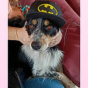 Saï participe au concours pour gagner de l'argent avec cette photo : dog, batman_cap, person, hand, couch, jeans, pet, indoor, lap, brown_eyes, black_and_white_fur, casual, relaxed, textured_wall, comfort, seated, holding, household, wire, living_room