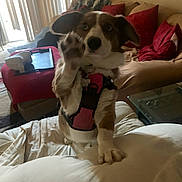 Gracie joined the competition — help win amazing prizes! dog, pet, living_room, couch, cushion, blanket, paw, harness, indoor, home, furniture, red_pillow, glass_table, carpet, window, curtains, playful, brown_and_white, canine, domestic_animal