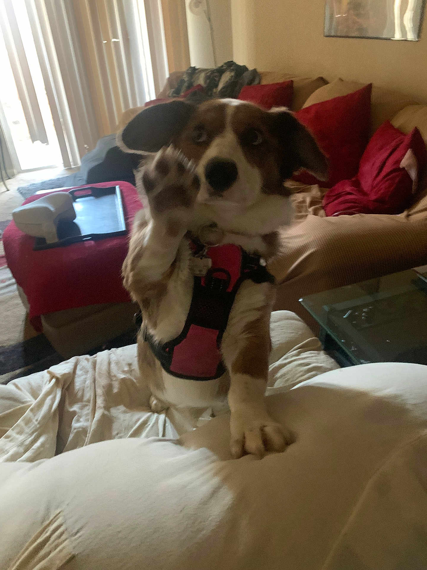 Gracie joined the competition — help win amazing prizes! dog, pet, living_room, couch, cushion, blanket, paw, harness, indoor, home, furniture, red_pillow, glass_table, carpet, window, curtains, playful, brown_and_white, canine, domestic_animal