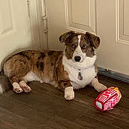 Gracie joined the competition — help win amazing prizes! dog, indoor, floor, door, toy, plush_toy, popcorn_toy, brown_dog, white_dog, blue_eyes, pet, animal, canine, resting, alert, curious, collar, tag, wooden_floor, home